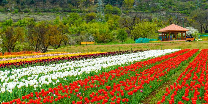 Why You Shouldn’t Miss Visiting Kashmir in Spring