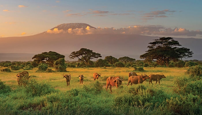 Top Tips For Choosing The Right African Safari Destination