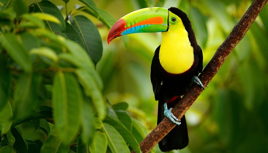 Beautiful-Birds-of-Costa-Rica-Travel-Advisor-Brightsun-UK