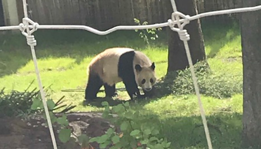 Edinburgh-Zoo-Best-Online-Travel-Agency-in-UK-Brightsun