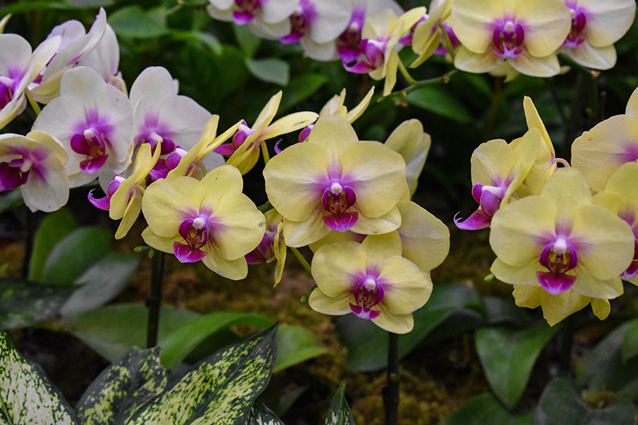 Incheon-International-Airport-South-Korea-Travel-Companies-UK-Brightsun