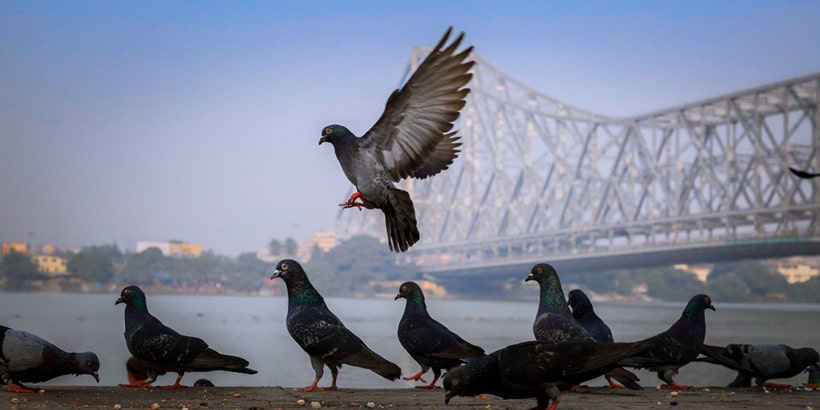 kolkata-howrah-bridge