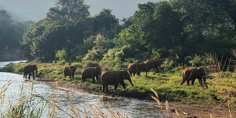 Here’s Why You Need to Experience Assam Beyond Its Tea Gardens