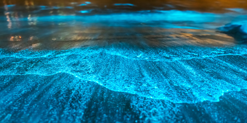 Bioluminescent Beach