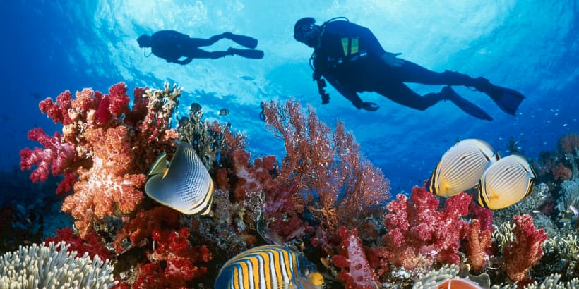 Coral-Reef-and-Marine-Diving