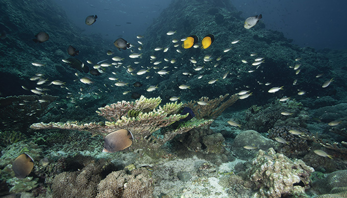 Daymaniyat-Islands
