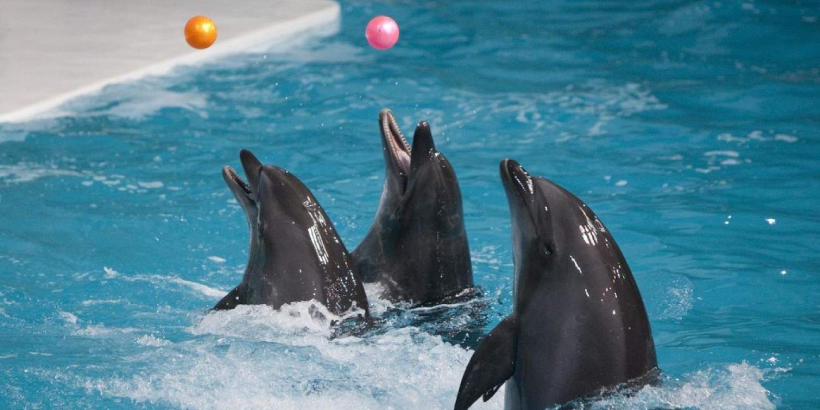 Dubai Dolphinarium