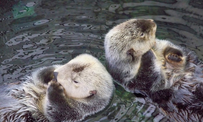 Have a look at Colorful Sea Creatures at Oceanário De Lisboa