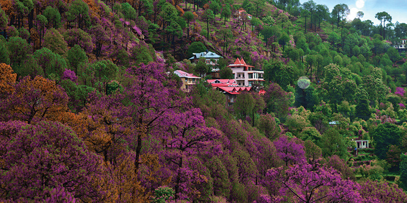 Kasauli