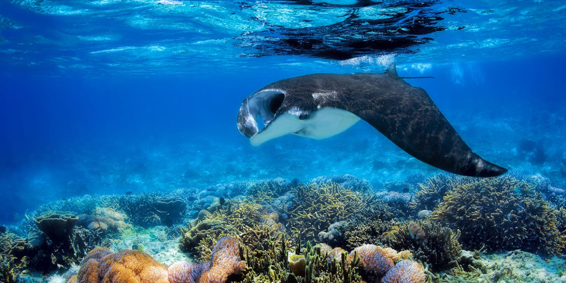 Manta
