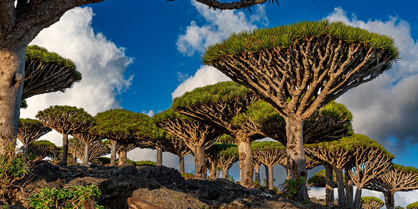 Socotra-Islands