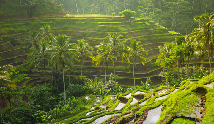 Tegallalang Rice Terraces
