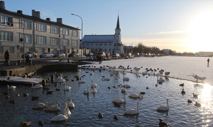 Tjörnin The Pond Reykjavík Iceland