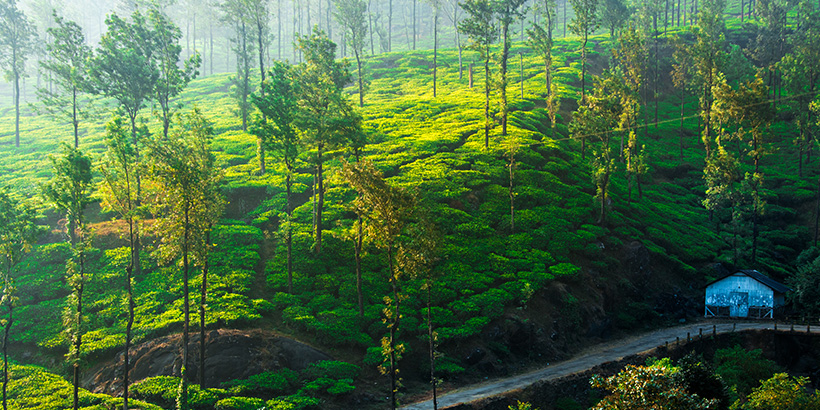 Wayanad