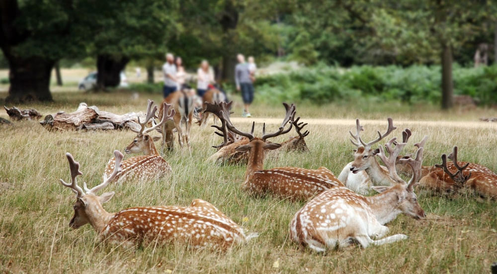 group deer richmond park famous more