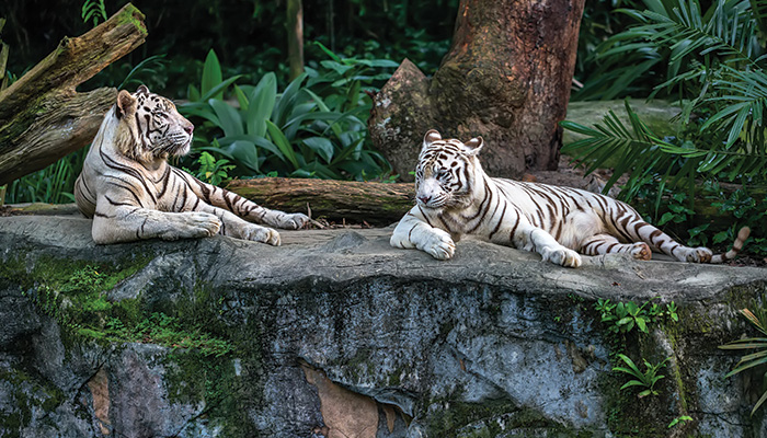 Singapore Zoo