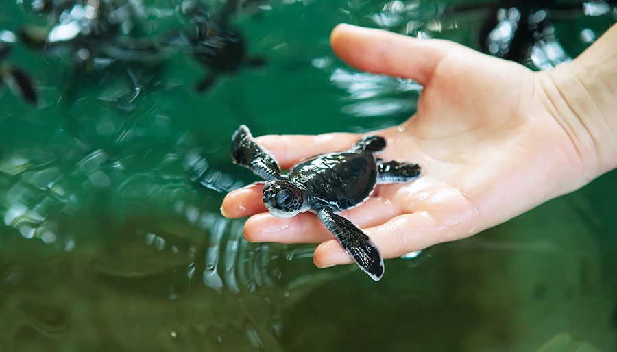 Bentota-Sea-Turtle-Protection-Association-Travel-Agency-Brightsun-UK