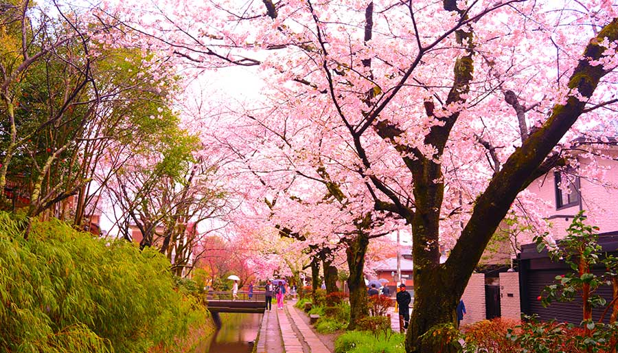 Kyoto-is-the-classic-spring-destination-of-the-world-Best-Travel-Companies-Brightsun-UK