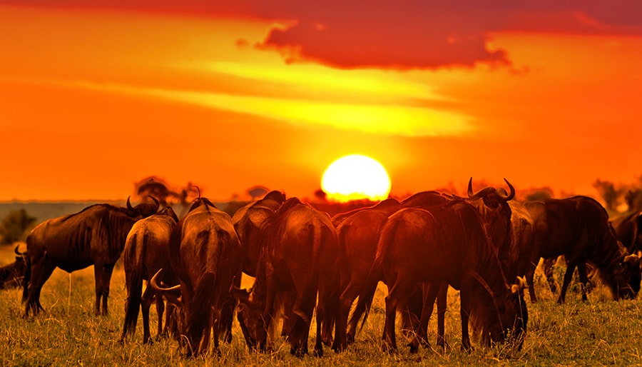 Maasai-Mara-National-Reserve-Kenya-Cheap-Flights-Brightsun-Travel-UK