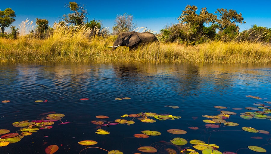 Okavango-Delta-Botswana-Tour-Operators-UK-Brightsun-Travel