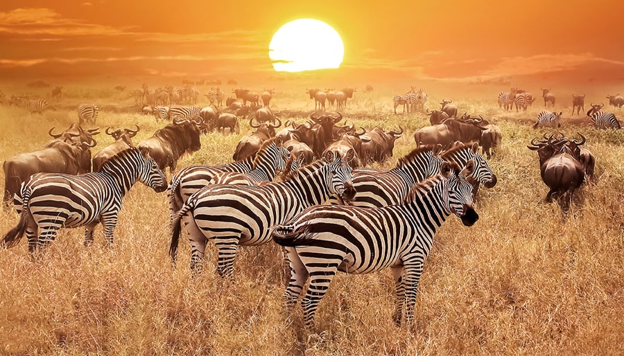 Serengeti-National-Park-Tanzania-Tour-Operators-UK-Brightsun-Travel